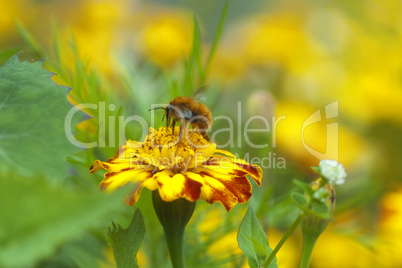 Bee collecting honey