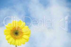 yellow gerber flower against blue sky