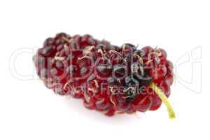 Mulberry