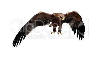 Steppe eagle. (Aquila rapax)