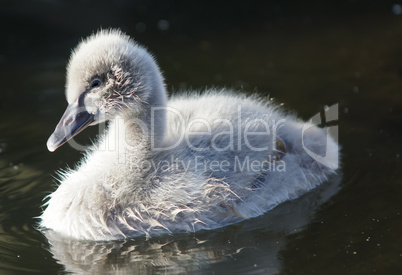 Junger, schwarzer Schwan