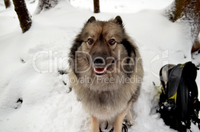 lustiger Hund im Winter