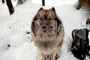 lustiger Hund im Winter