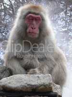 Japanese Macaque relaxing