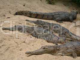 crocodiles on the beach