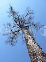 larch tree
