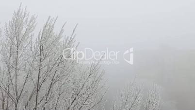 Branches of a tree in the snow, fog