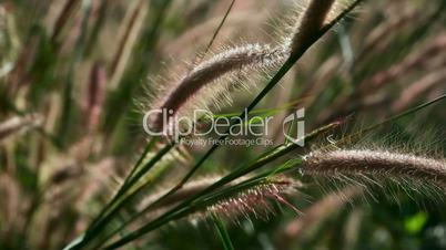 Spike grass.