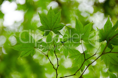 Green maple leaves background