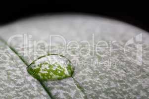 Wassertropfen