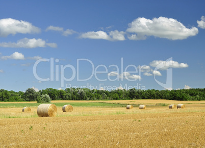 country summer landscape