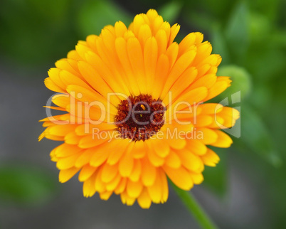 calendula