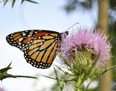 Monarch Butterfly