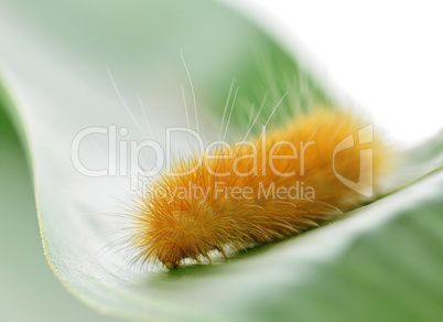 yellow caterpillar