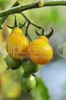 yellow tomatoes