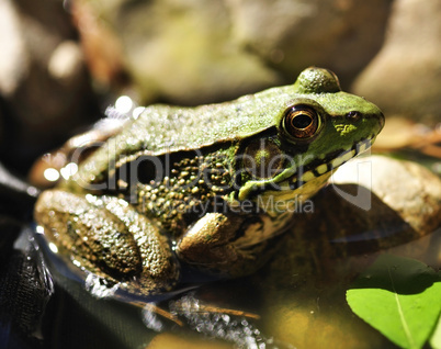 green frog