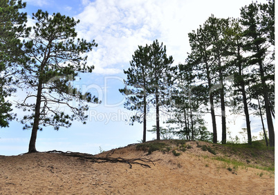 Pine trees on dunes