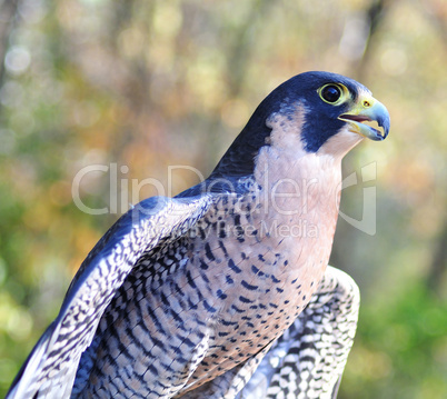 Peregrine Falcon