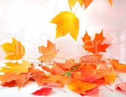 Colorful autumn leaves