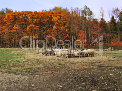 autumn in a sheep farm
