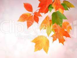 Colorful autumn leaves