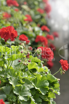 Red Garden Geranium Flowers