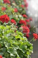 Red Garden Geranium Flowers