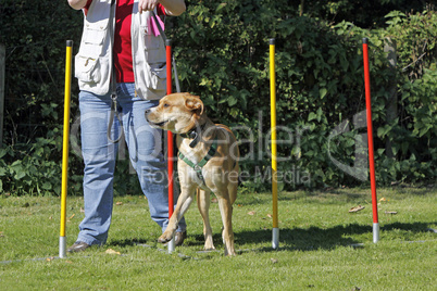 Hund beim Agility (Slalomstangen)