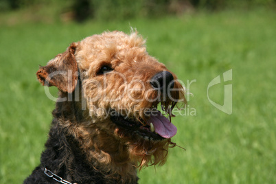 Airedale Terrier