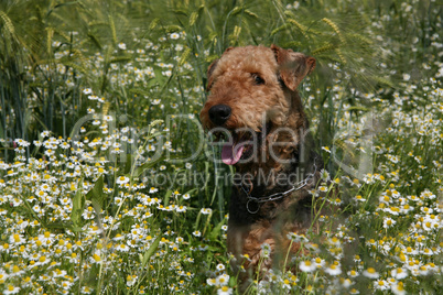 Airedale Terrier