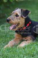 Airedale Terrier-Welpe