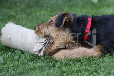 Airedale Terrier-Welpe