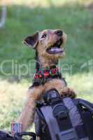 Airedale Terrier-Welpe