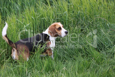 Beagle in einem Kornfeld