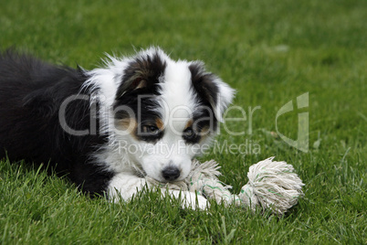 Australian Shepherd Welpe