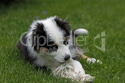 Australian Shepherd Welpe