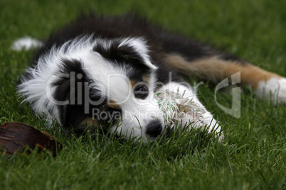 Australian Shepherd Welpe