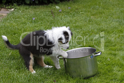 Australian Shepherd Welpe