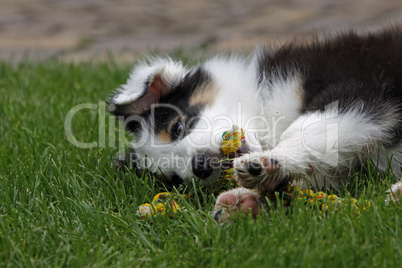 Australian Shepherd Welpe