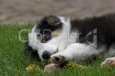 Australian Shepherd Welpe