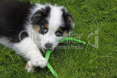 Australian Shepherd Welpe