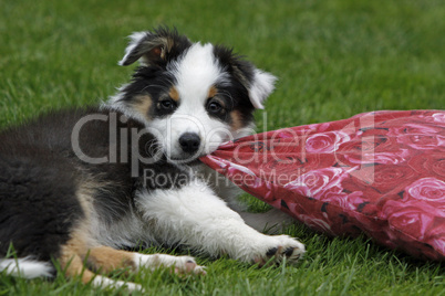 Australian Shepherd Welpe