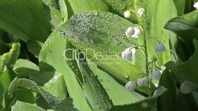 Flowers lily of the valley after rain