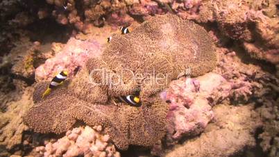 Clarkes anemonefish
