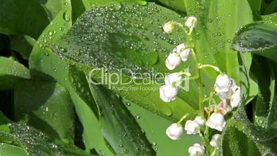 Lily of the Valley of the drops