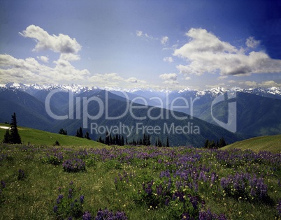 Hurricane Ridge