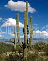 Saguaro cactus , Arizona