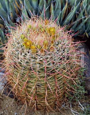 Barrel Cactus