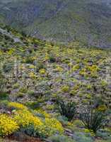 Spring in Mojave Desert