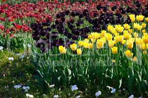 Yellow and violet tulips